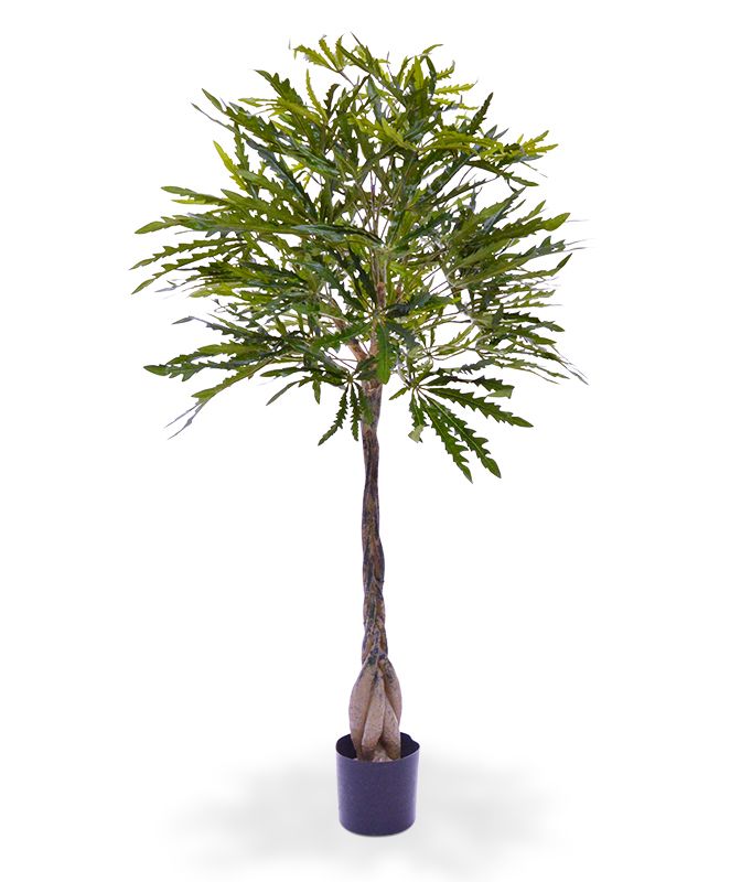 Aralia Dyzigotheca Kunstbaum 120 cm