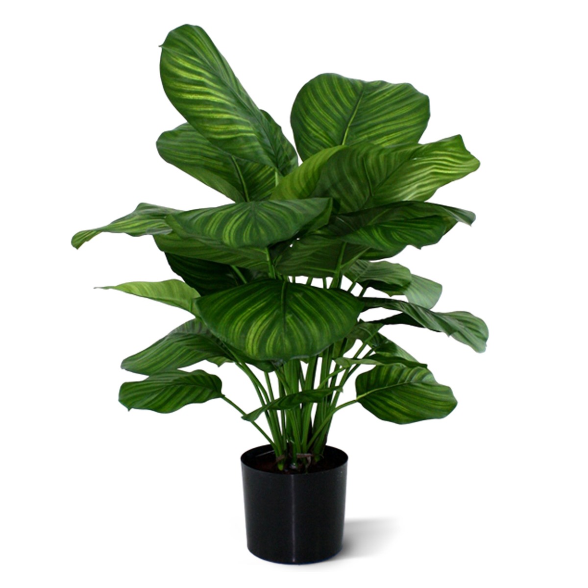 Calathea Fasciata Kunstpflanze 80 cm