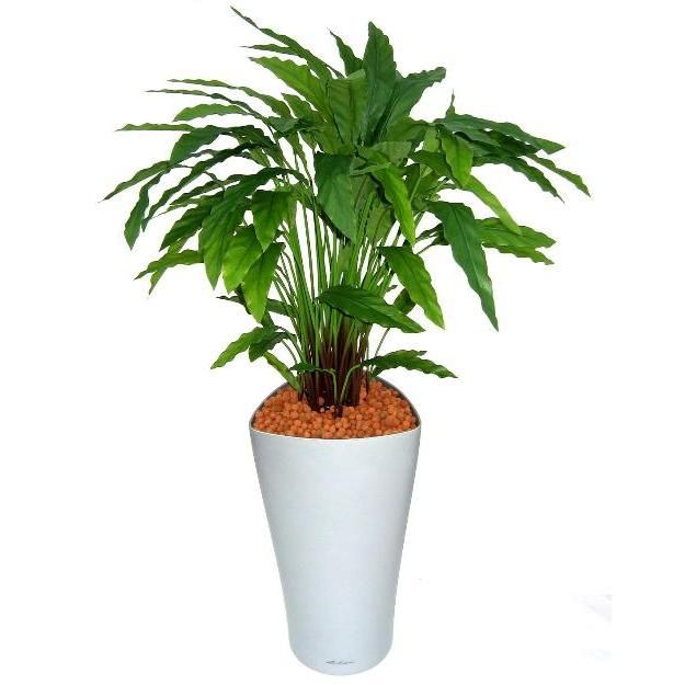 Calathea Kunstpflanze Grün 85 cm