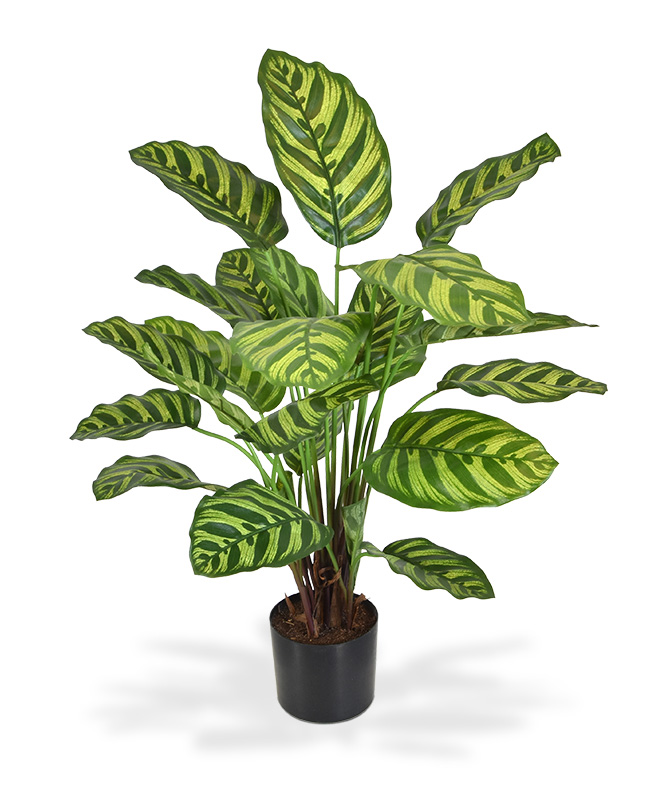 Calathea Makoyana Kunstpflanze 60 cm unter Grüne Kunstpflanzen