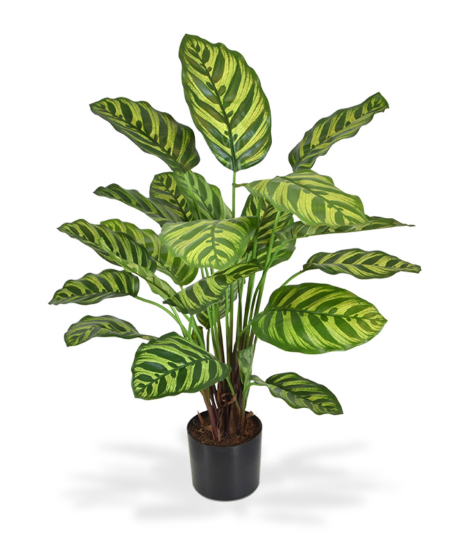 Calathea Makoyana Kunstpflanze 60 cm