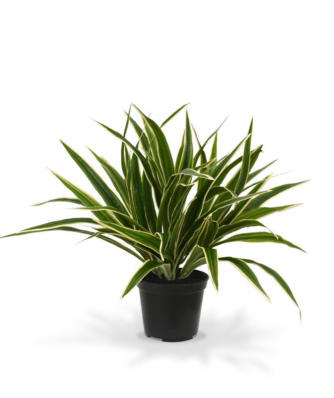 Chlorophytum S Pflanze 30 cm in Topf 10 cm