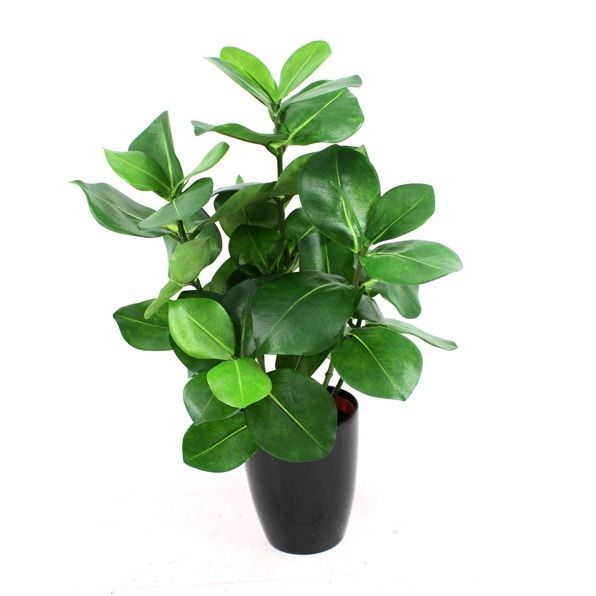 Clusia 40cm in Topf 10cm