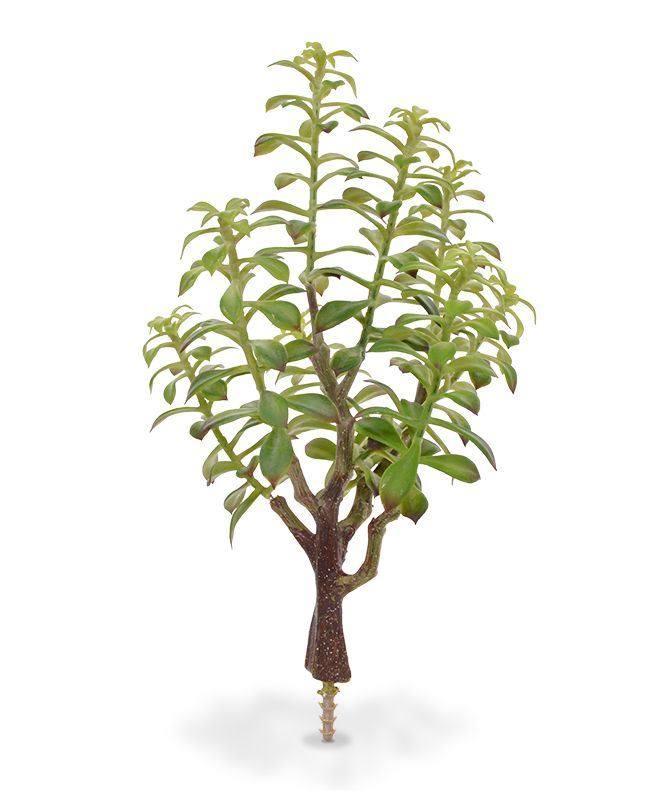 Crassula Bonsai Kunstbukett 40 cm grau