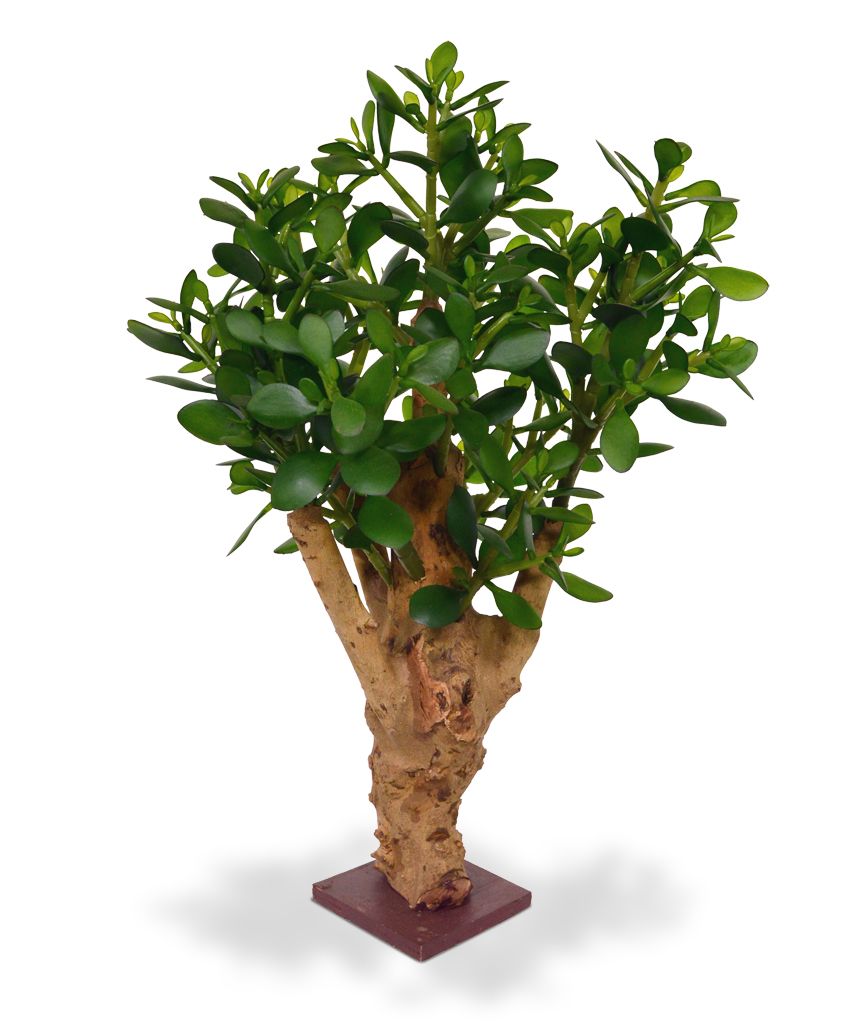 Crassula Kunstpflanze 60 cm am Fuss