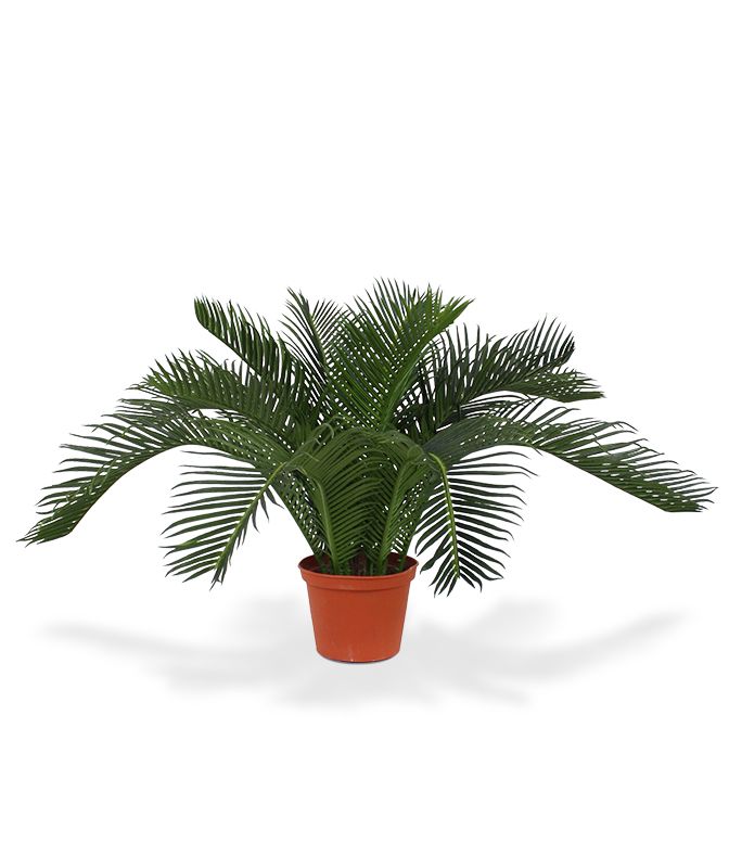 Cycas knstliche Babypalme N 50 cm