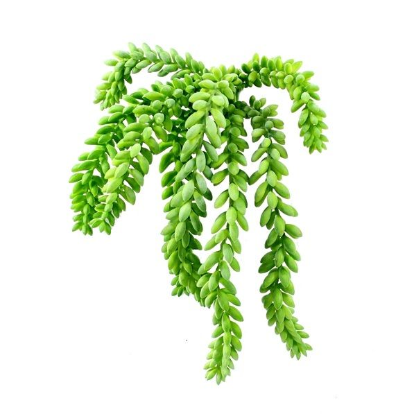 Donkey tail Bukett 25cm