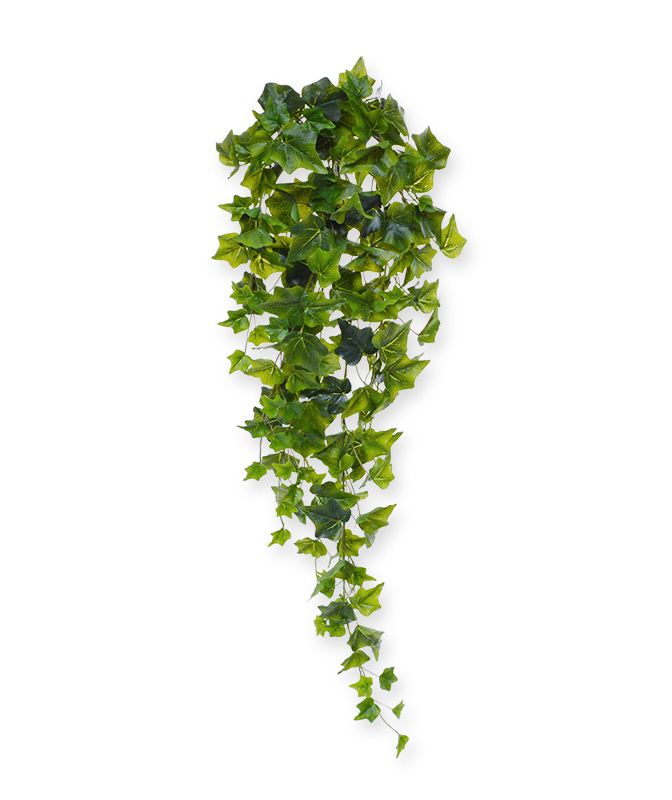 Efeu Hngepflanze 80 cm grn