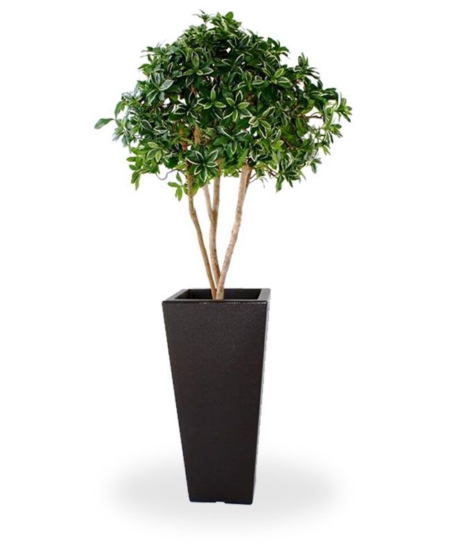 Euonymus Kunstbaum Schirmfrmig 125 cm