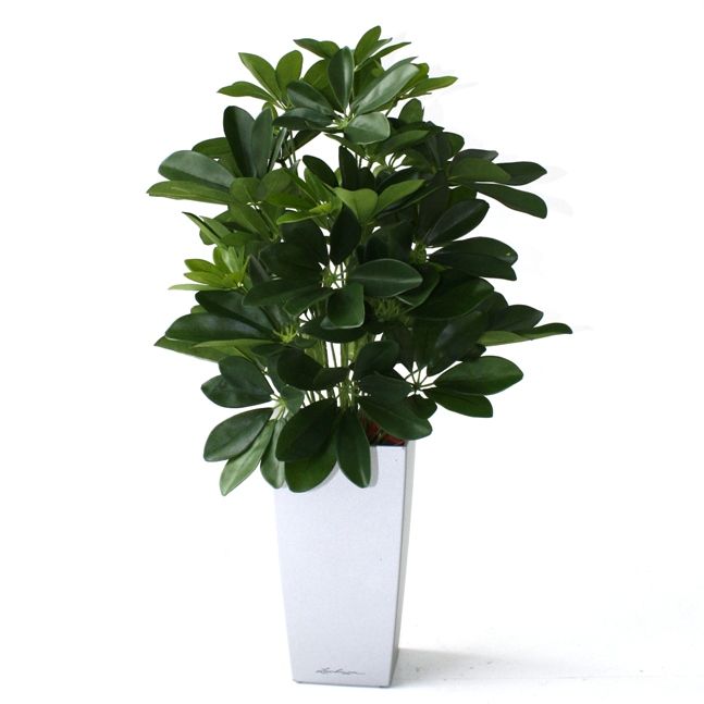 Fenster Schefflera 50cm