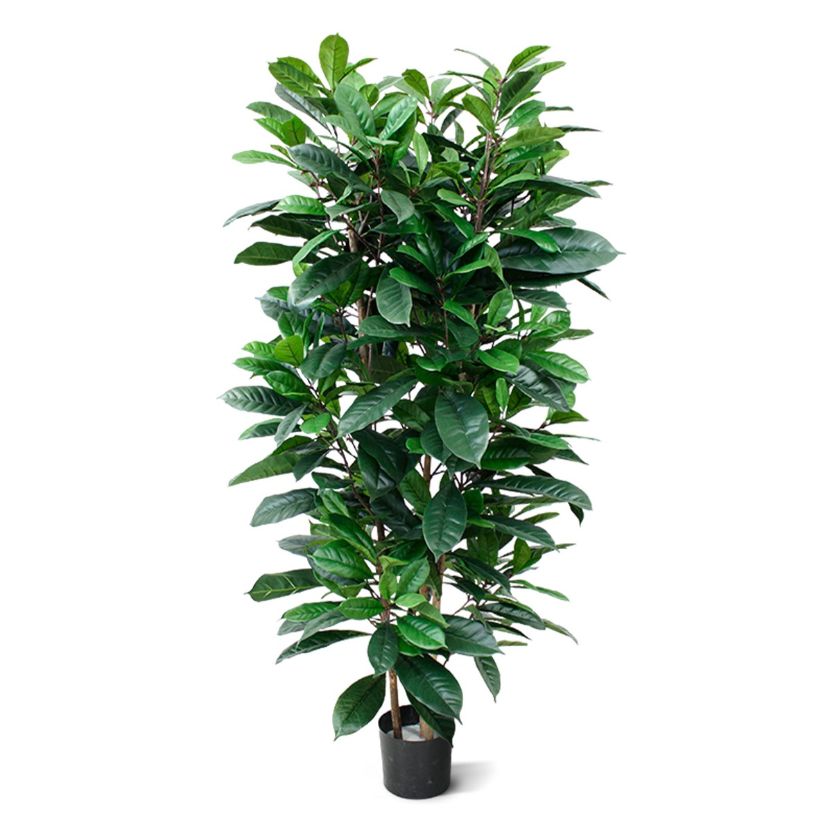 Ficus Kunstpflanze Cyathistipula Deluxe 160 cm unter Grne Kunstbume