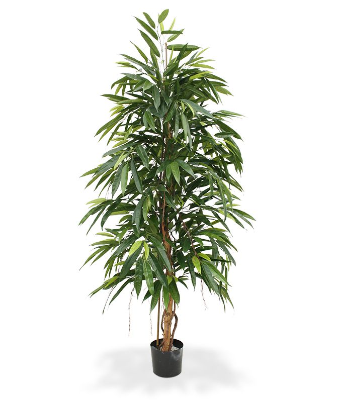 Ficus Longifolia Kunstbaum Royal 175 cm