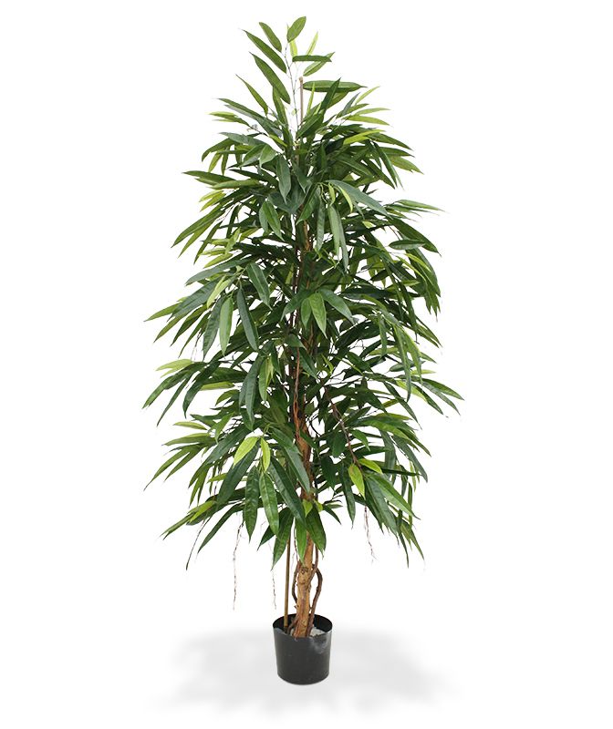 Ficus Longifolia Kunstbaum Royal 175 cm unter Grne Kunstbume