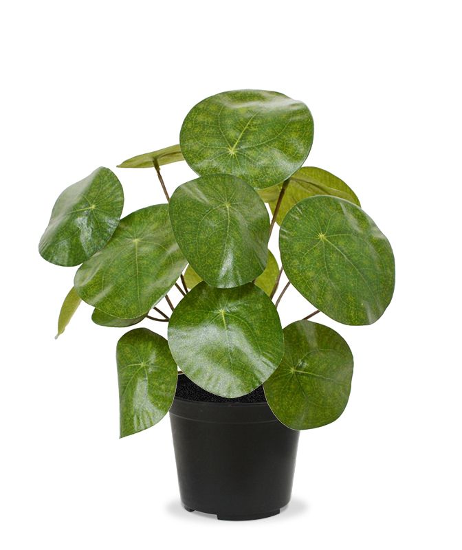 Glckstaler Kunstpflanze (Pilea Peperomioides) 20 cm in Topf