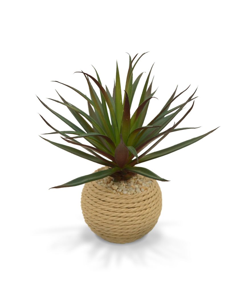 Kleine Marginata in Tau Topf
