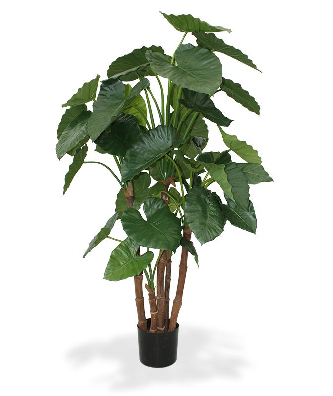 Knstliche Alocasia Calidora Deluxe 165 cm