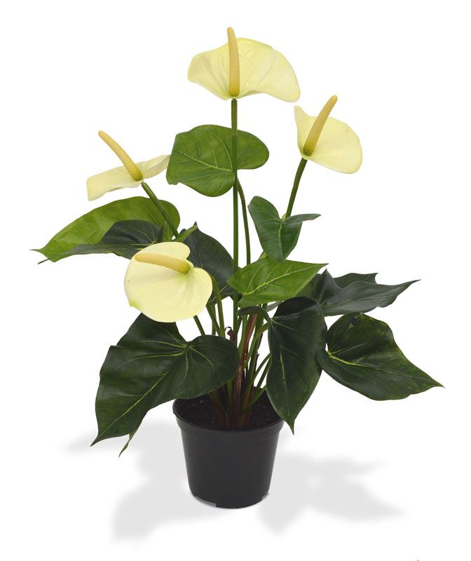 Künstliche Anthurie 40 cm Creme in 10 cm hohen Topf unter Blühende Kunstpflanzen