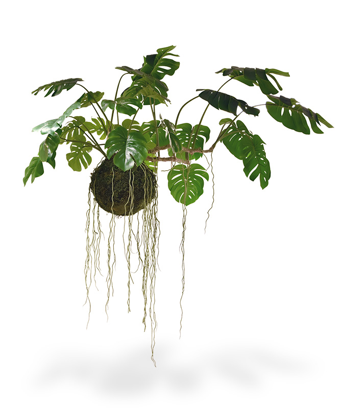 Knstliche Monstera hngende Liane auf Mooskugel