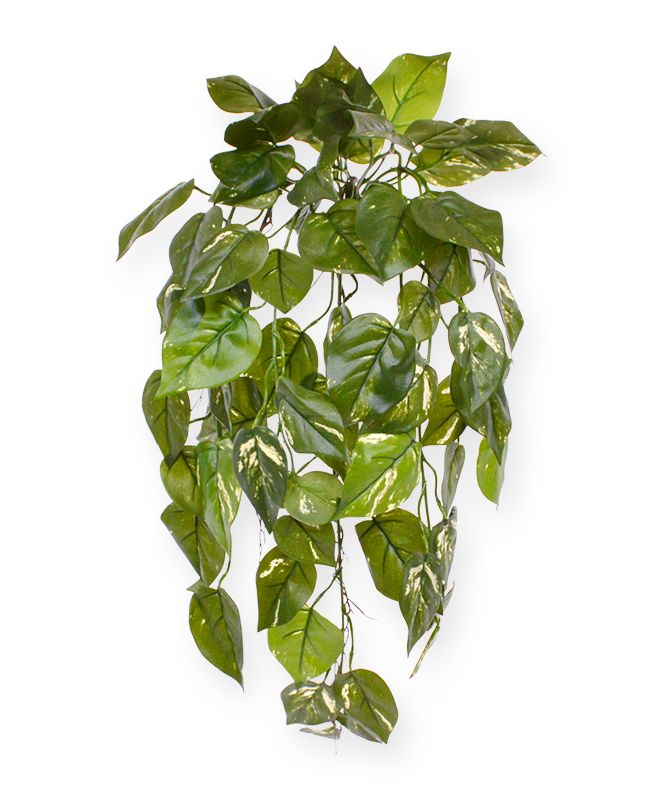 Künstliche Pothos Hängepflanze deluxe 70 cm bunt unter Künstliche Hängepflanzen