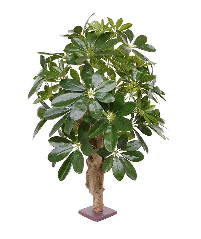 Knstliche Schefflera Pflanze 65 cm auf Holzplatte unter Grne Kunstpflanzen