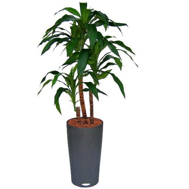 Knstlicher Drachenbaum Fragrans Deluxe (Dracaena) x4 90 cm