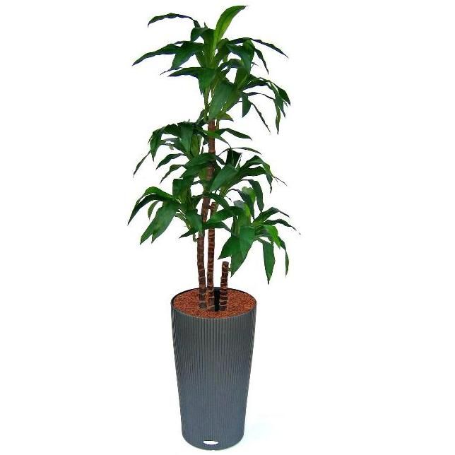 Knstlicher Drachenbaum Fragrans Deluxe (Dracaena) x6 125 cm unter Grne Kunstpflanzen