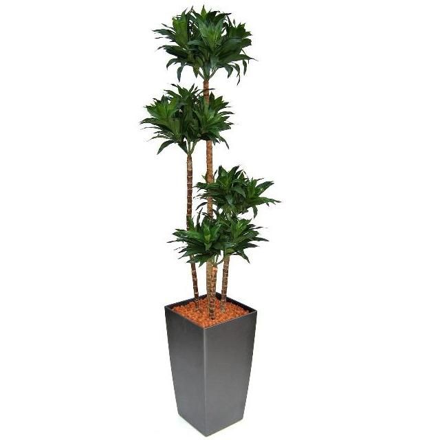 Künstlicher Drachenbaum Fragrans (Dracaena) 145 cm