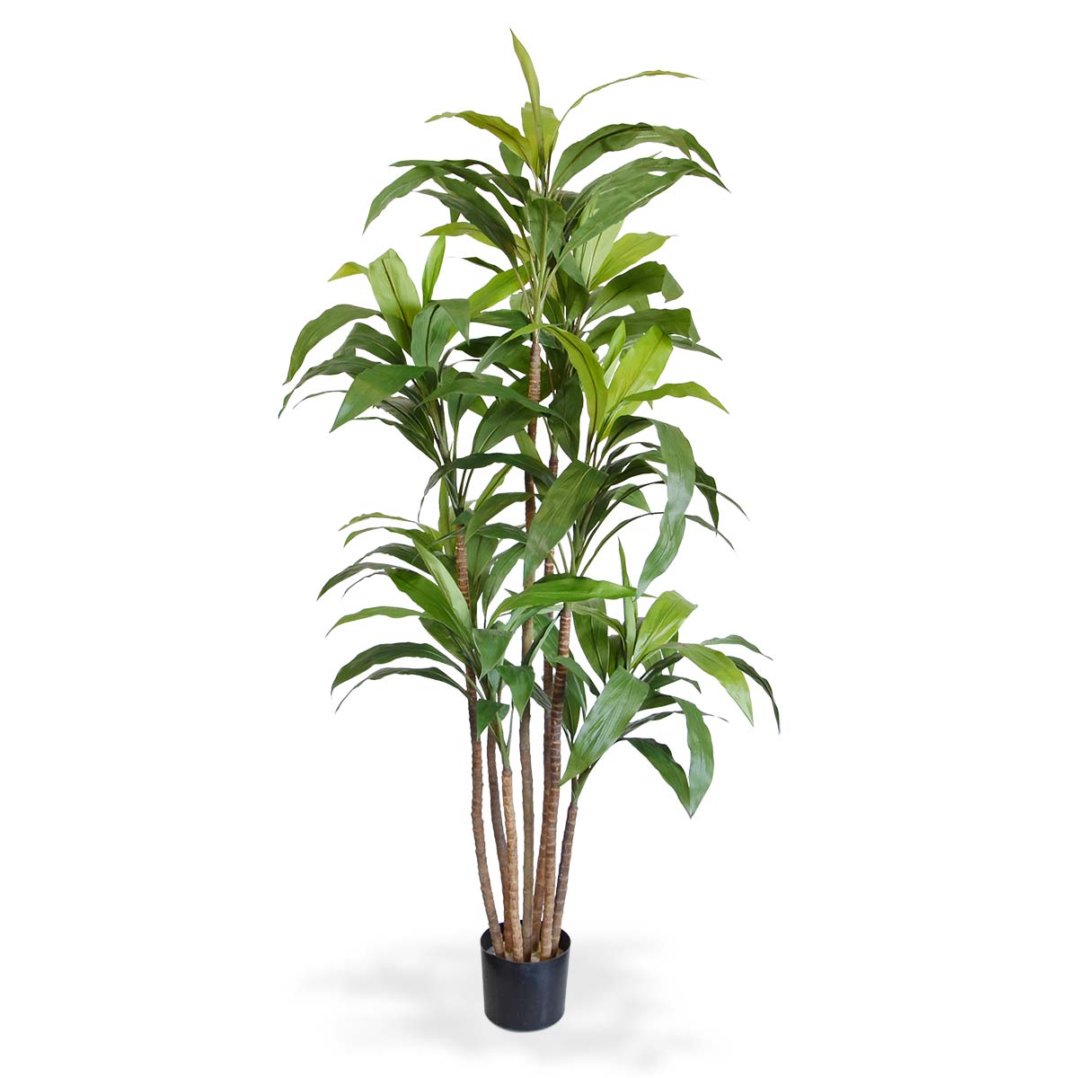 Knstlicher Drachenbaum Fragrans (Dracaena) 170 cm
