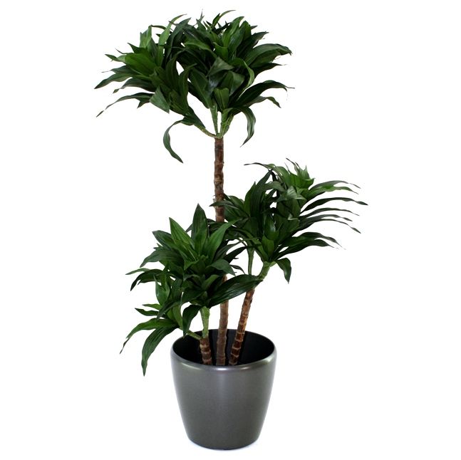 Knstlicher Drachenbaum Fragrans (Dracaena) 85 cm