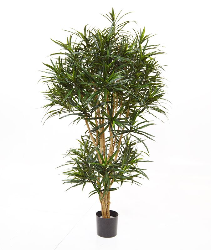 Knstlicher Drachenbaum Reflexa Anita (Dracaena) 160 cm