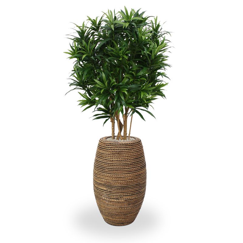 Künstlicher Drachenbaum Reflexa (Dracaena) grün 150 cm