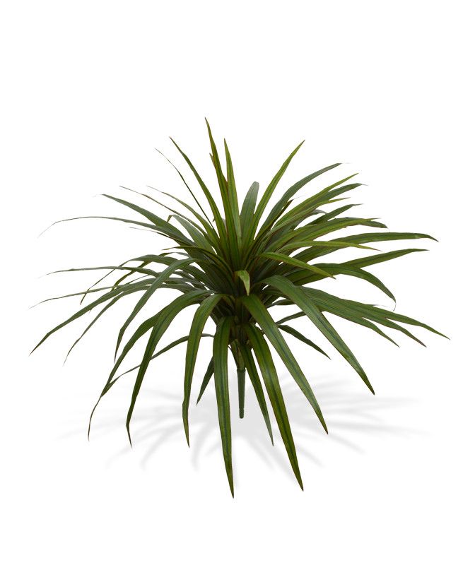 Knstlicher Drachenbaumzweig (Dracaena) Marginata 50 cm