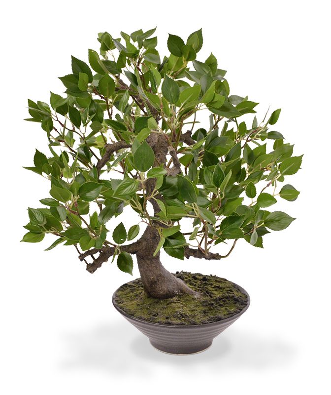 Knstlicher Ficus Wiandi Bonsai 45 cm in Schale
