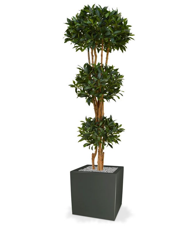 Knstlicher Lorbeerbaum Deluxe x3 190 cm
