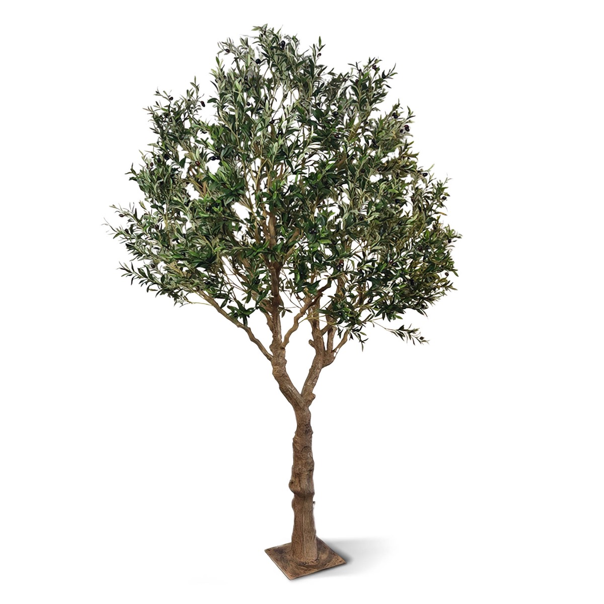 K黱stlicher Olivenbaum XL 300 cm auf Platte