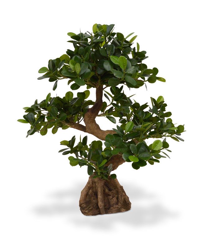 Knstlicher Panda Bonsai 70 cm auf Holzsockel