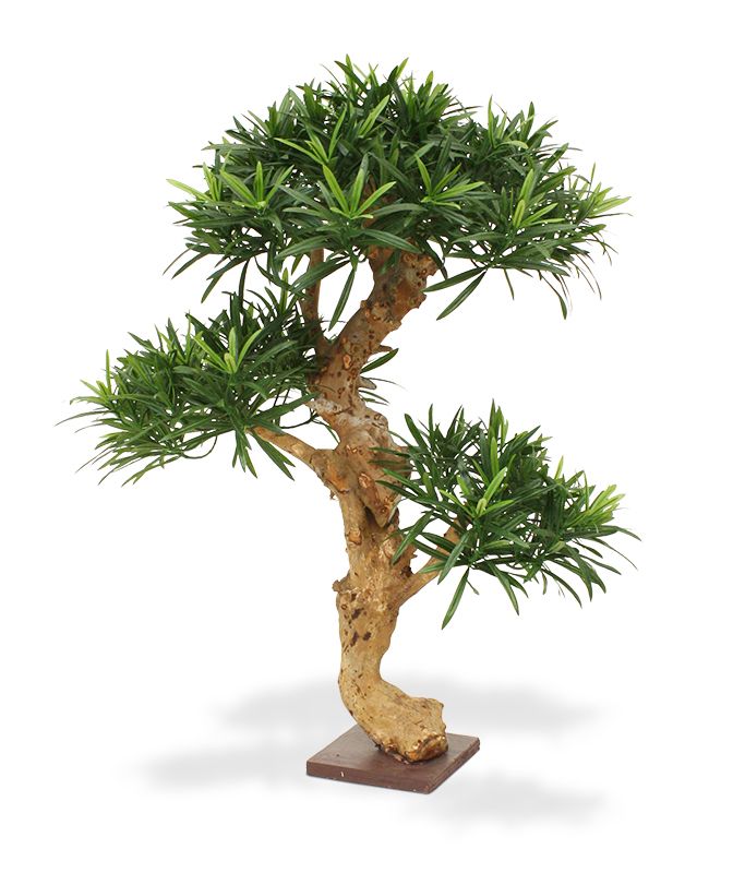 Künstlicher Podocarpus Bonsai x3- 65 cm auf Holzsockel