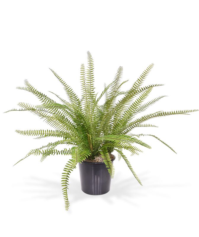 Knstliches Asplenium Fern Bukett 75 cm