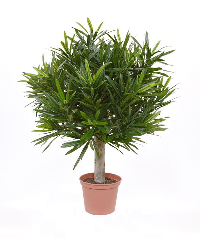 Kunstpflanze Podocarpus Kugel mit Echtholzstamm 35 cm