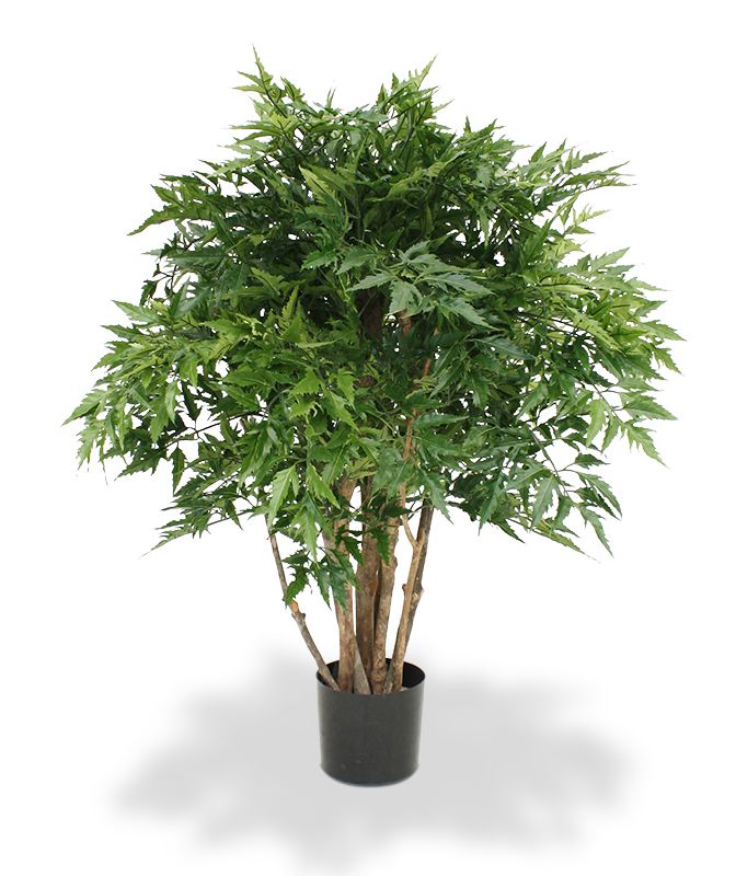 Ming Aralia Deluxe 80 cm