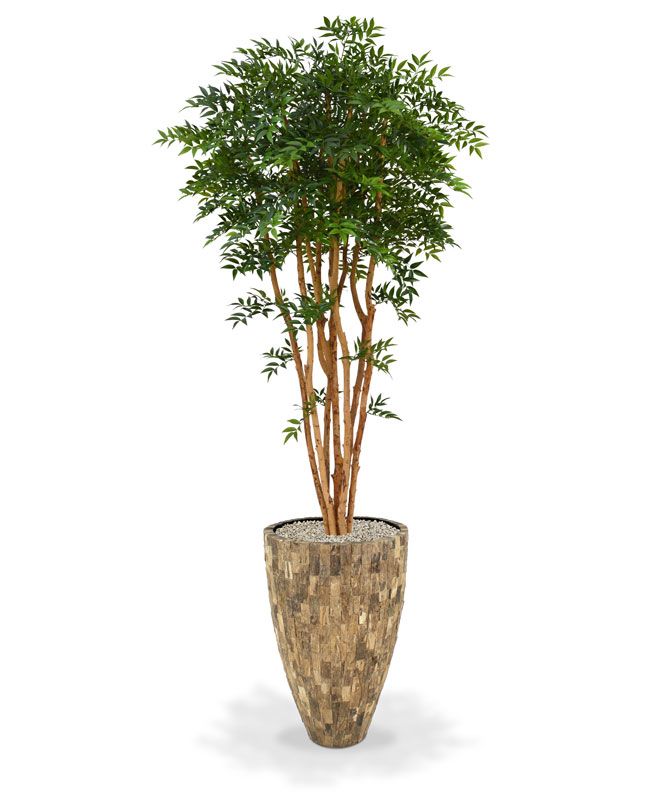 Ruscus Deluxe N 200 cm