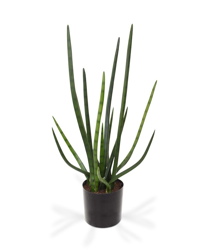 Sanseveria Cylindrica Kunstpflanze (Bogenhanf) 75 cm