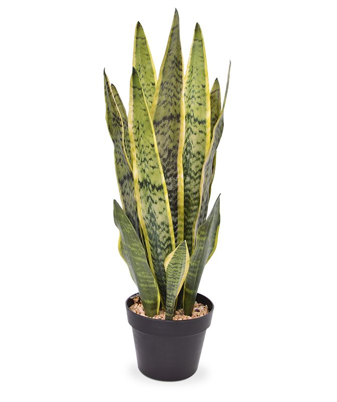 Sanseveria Kunstpflanze 72 cm bunt unter Grne Kunstpflanzen