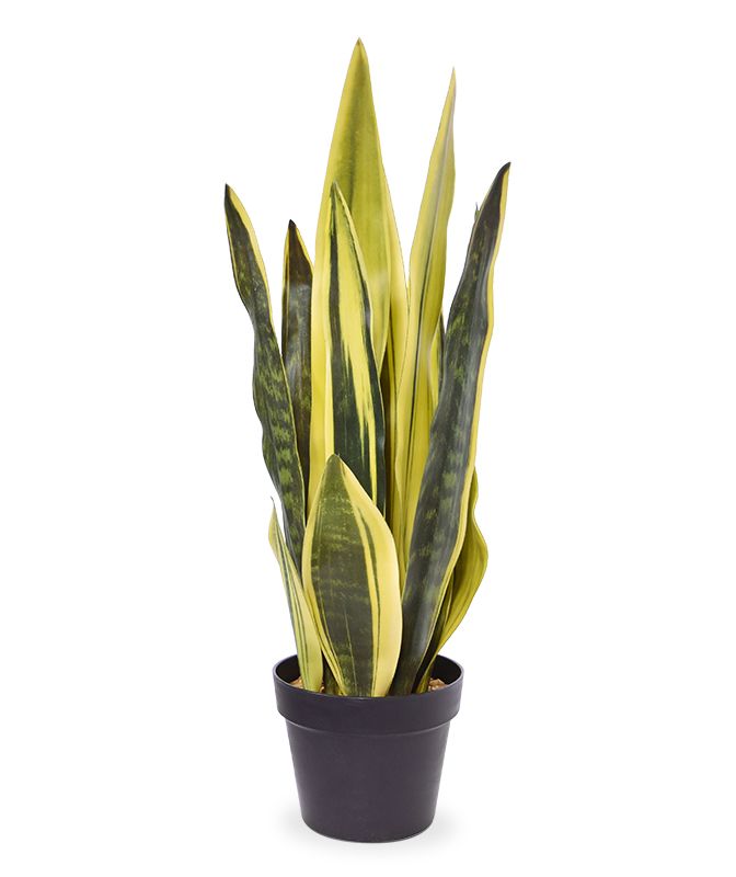Sanseveria Kunstpflanze 72 cm gelb-grün