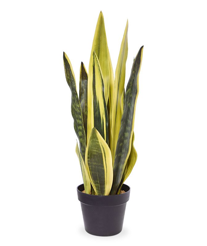 Sanseveria Kunstpflanze 72 cm gelb-grn