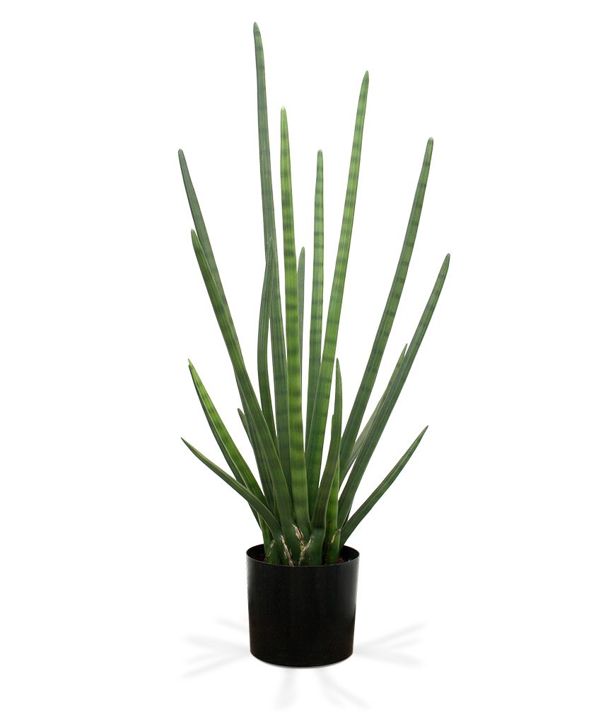 Sansevieria Cylindrica Kunstpflanze (Bogenhanf) 95 cm