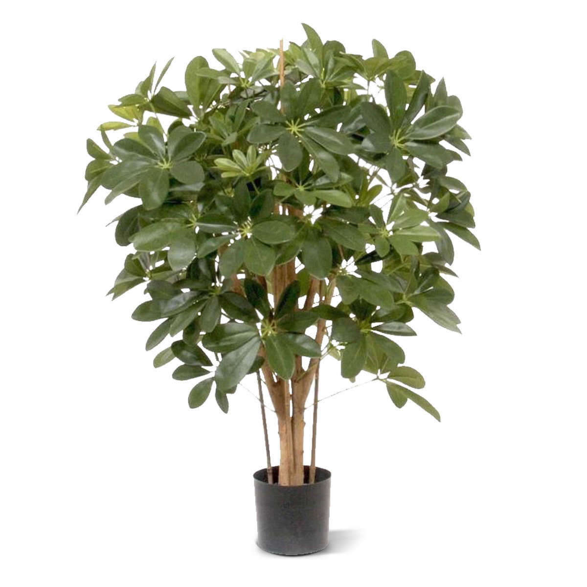 Schefflera 80cm