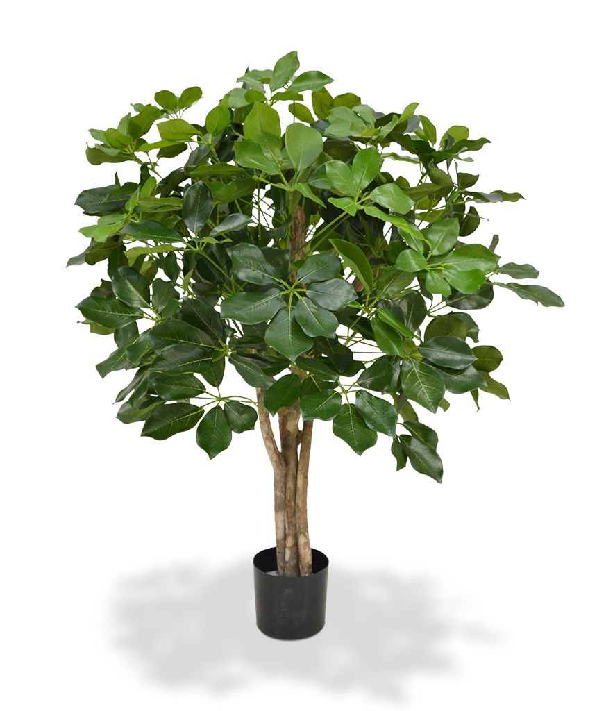 Schefflera 90 cm auf Stamm