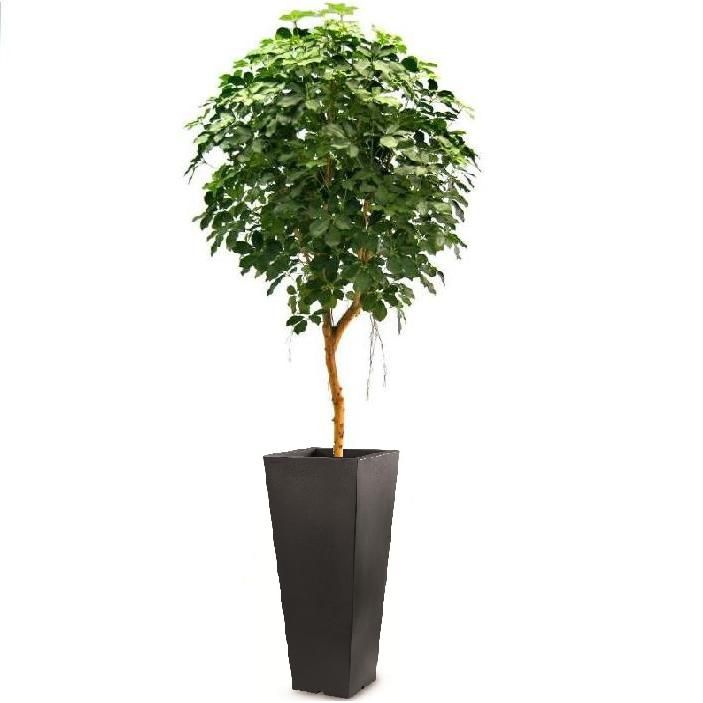 Schefflera Exotica Deluxe Kunstbaum 250 cm