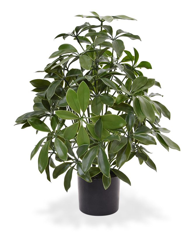 Schefflera Kunstpflanze 50 cm anti-UV unter Kunstpflanzen Auenbereich